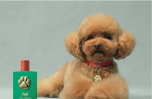 Dolce & Gabbana: Λανσάρει άρωμα αξίας 99 ευρώ για σκύλους 