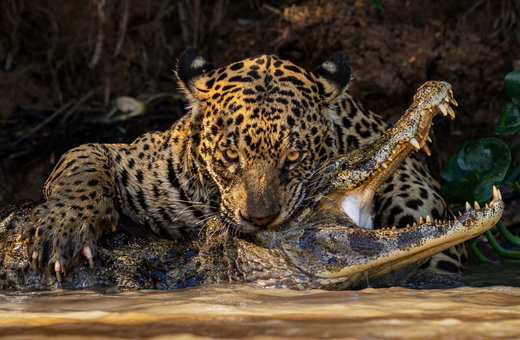 Εκπληκτικές εικόνες από τον διαγωνισμό Wildlife Photographer of the Year
