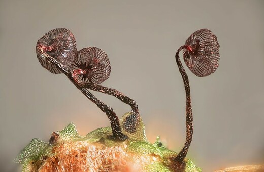 Διαγωνισμός φωτογραφίας Nikon Small World: Εντυπωσιακές εικόνες από τον μικρόκοσμο γύρω μας