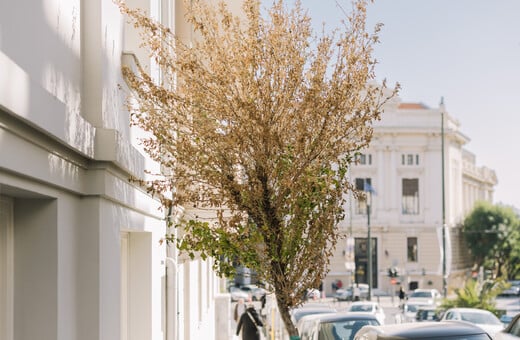 Δεν πεθαίνουν μόνο οι μουριές στην Αθήνα. Tώρα πεθαίνουν και οι όμορφοι συριακοί Ιβίσκοι