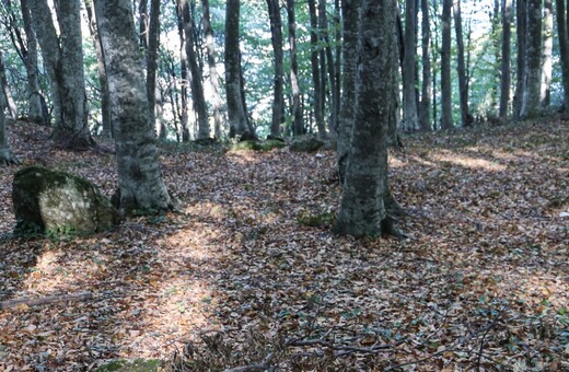 Λάρισα: Νεκρός 70χρονος από πυροβολισμό - Είχε πάει για κυνήγι