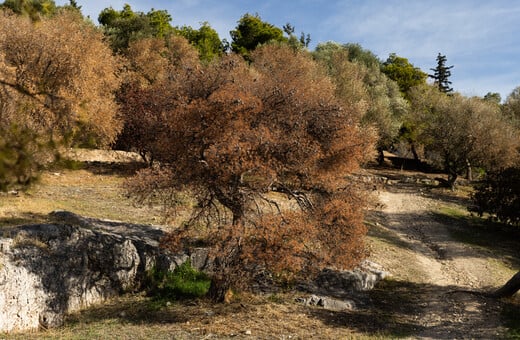 Λόφος Φιλοπάππου: Ξερά δέντρα, παραίτηση και παρακμή