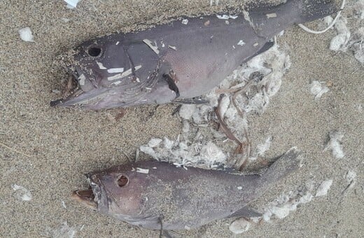 Νεκρά ψάρια χωρίς μάτια ξεβράστηκαν στα Χανιά - Ο ιός που τα προσβάλλει και τι προκαλεί