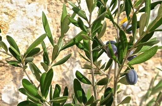 Είναι το ελαιόλαδο σε κρίση; - Τι απαντούν 4.208 παραγωγοί από τη Λακωνία ως τις ΗΠΑ