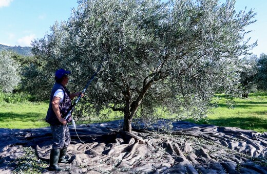 Ελαιόλαδο: Γιατί κοστίζει 4,60 ευρώ στο χωράφι και 14 στο ράφι