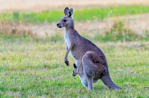 Επιστήμονες δημιούργησαν το πρώτο έμβρυο καγκουρό μέσω εξωσωματικής γονιμοποίησης
