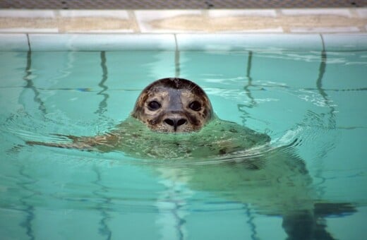 Νέα ανακάλυψη για τις φώκιες: «Ούτε ο άνθρωπος δεν μπορεί να το κάνει»