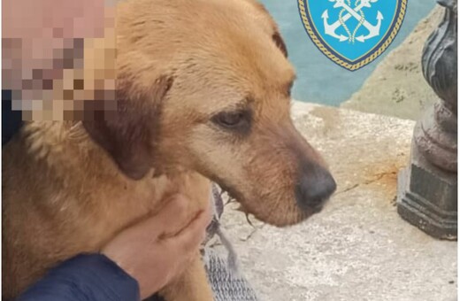 Ραφήνα: Επιχείρηση διάσωσης σκύλου από το Λιμενικό και την Πυροσβεστική