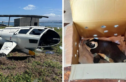 Πιγκουίνος «προκάλεσε» συντριβή ελικοπτέρου στη Νότια Αφρική