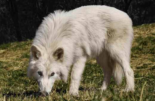 Η «αναβίωση» του ανταρόλυκου: Το επιστημονικό επίτευγμα που ξανανοίγει τη συζήτηση για τα όρια της γενετικής