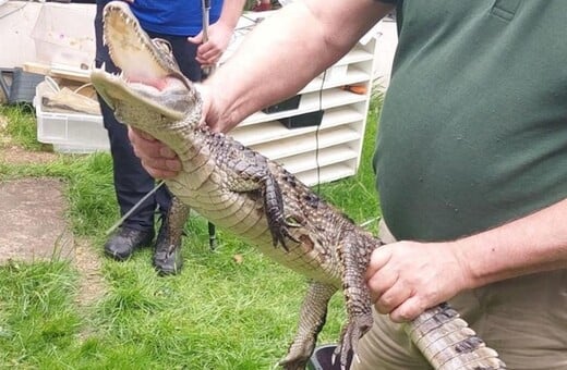 Βρετανία: Έκαναν έρευνα για ναρκωτικά και βρήκαν αλιγάτορα καϊμάν