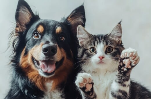 Γραφείο κηδειών κατοικιδίων πετούσε τις σορούς στα σκουπίδια και έδινε ψεύτικες στάχτες στους κηδεμόνες