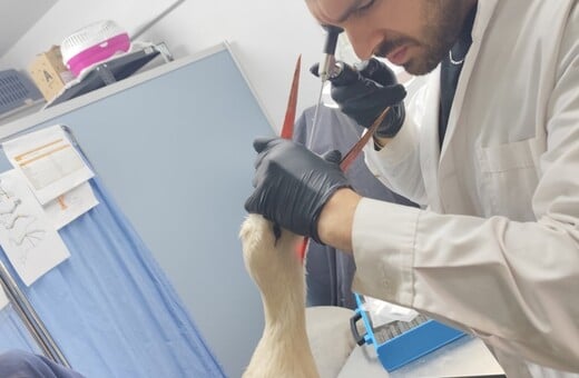 Πελαργός που κατάπιε λάστιχα διασώθηκε από την ΑΝΙΜΑ