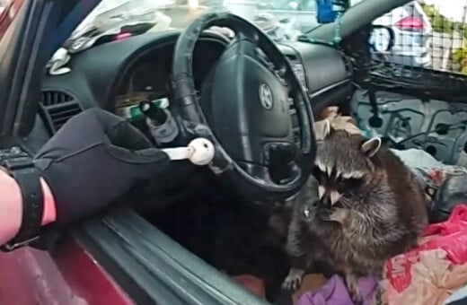 «Το ρακούν κρατά μια πίπα μεθαμφεταμίνης»: Τι έδειξε ένας έλεγχος κυκλοφορίας στις ΗΠΑ