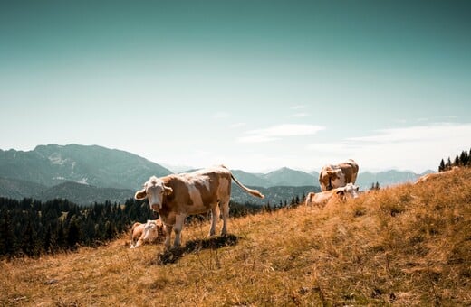 ΑΦΘΩΔΗΣ ΠΥΡΕΤΟΣ