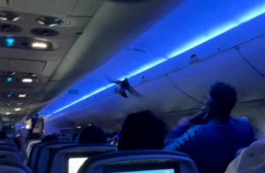 Πρωτοφανές περιστατικό σε πτήση της Delta: Περιστέρια «επιβιβάστηκαν» μέσα στο αεροσκάφος
