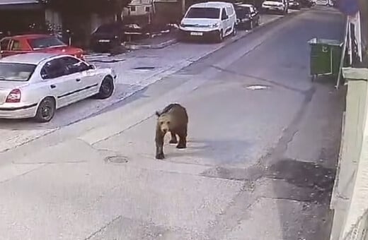 Αρκούδες εντοπίστηκαν να κυκλοφορούν σε κεντρικό δρόμο σε Κοζάνη και Γρεβενά