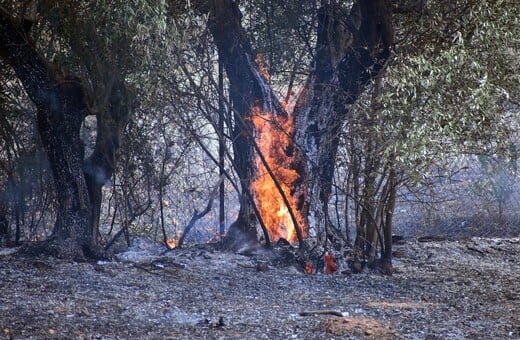 Λέκκας: Στην Αττική έχει χαθεί το 70% του δασικού ιστού από φωτιά - Να μην χάσουμε ούτε ένα δέντρο