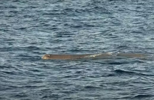 Εντοπίστηκε φάλαινα φυσητήρας κοντά στις ακτές του Άστρους Κυνουρίας
