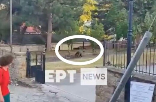 ΑΡΚΟΥΔΑ ΚΑΣΤΟΡΙΑ