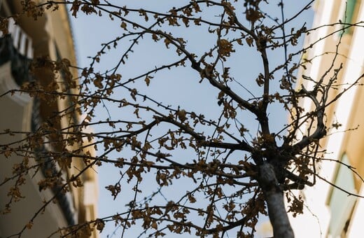 Απάντηση του Δήμου Αθηναίων στο άρθρο της LiFO για τα ξερά δέντρα