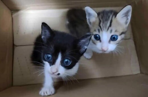 BBC: Αποκάλυψε διεθνές δίκτυο που βασανίζουν και σκοτώνουν γάτες - Αναρτούν και βίντεο στο Ίντερνετ