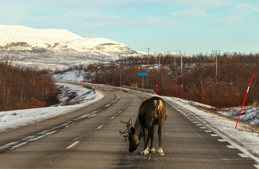 Φινλανδία: Νεκροί τάρανδοι από την άνοδο της θερμοκρασίας
