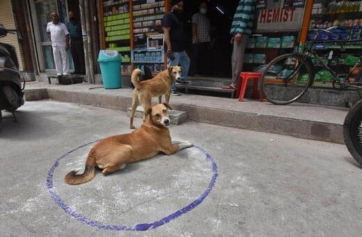 Το Νέο Δελχί απομακρύνει όλα τα αδέσποτα σκυλιά από τους δρόμους του μετά από δικαστική εντολή