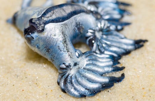 Glaucus Atlanticus: Συναγερμός για τον δηλητηριώδη γαλάζιο «δράκο» της Μεσογείου - Κλείνει παραλίες η Ισπανία