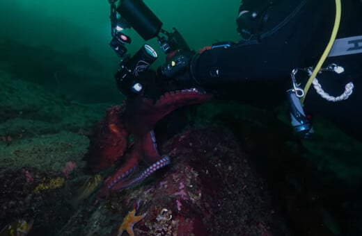 Βανκούβερ: Γιγάντιο χταπόδι «έκλεψε» κάμερα δυτών για να βγάλει selfie