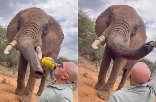 Κένυα: Οργή για Ισπανό που έδωσε μπίρα σε ελέφαντα σε προστατευόμενο καταφύγιο