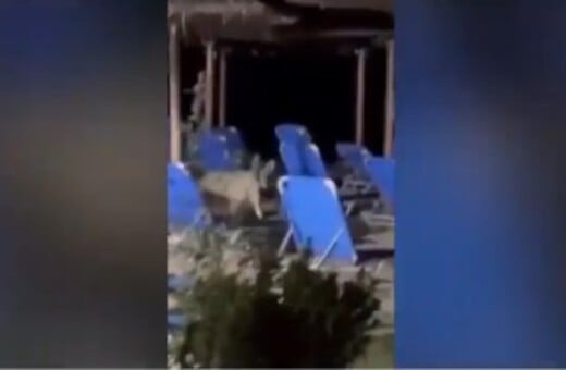 Χαλκιδική: Νέα επίθεση του λύκου σε γυναίκα που έβγαζε βόλτα τον σκύλο της