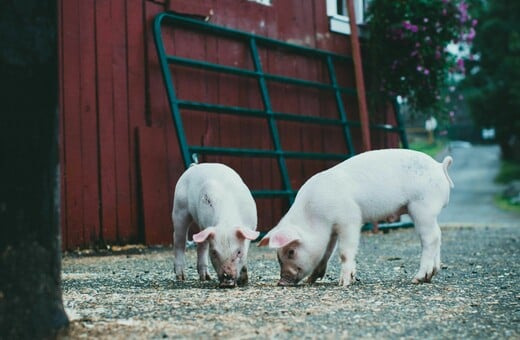 Συναγερμός στην Κροατία μετά τον εντοπισμό αφρικανικής πανώλης: Θανατώθηκαν 12.000 χοίρων