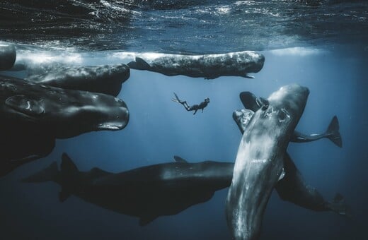 Ocean Photographer of the Year 2025