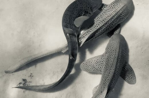 Για πρώτη φορά καταγράφηκε ζευγάρωμα καρχαριών ενός απειλούμενου είδους και μάλιστα σε τρίο