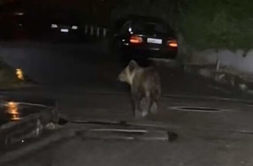 Αρκούδα βγήκε για βραδινή βόλτα στα Τρίκαλα