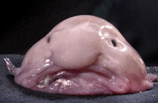 Blobfish: Το «πιο άσχημο ζώο στον κόσμο» δεν μοιάζει έτσι κάτω από το νερό
