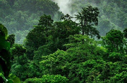 Greenpeace στην COP30: «9 στους 10 πολίτες ζητούν προστασία για την αντιμετώπιση της κλιματικής κρίσης»