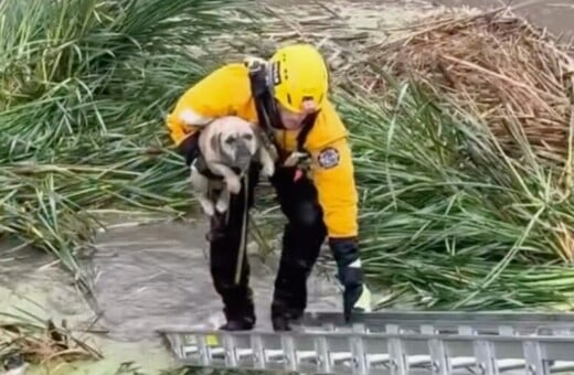 ΚΟΥΤΑΒΙ ΔΙΑΣΩΣΗ ΠΥΡΟΣΒΕΣΤΕΣ