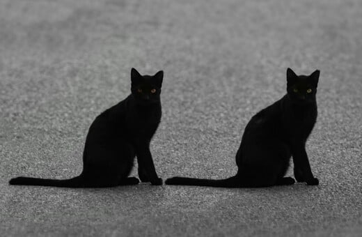 «Απαγορεύεται η υιοθεσία μαύρων γατών», λέει πόλη της Ισπανίας πριν το Halloween