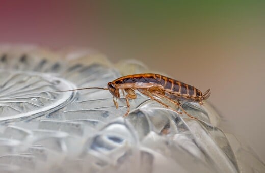 ΚΑΤΣΑΡΙΔΑ ΝΟΤΙΑ ΚΟΡΕΑ ΦΩΤΙΑ ΔΙΑΜΕΡΙΣΜΑ