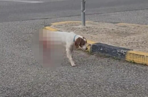 ΣΚΥΛΟΣ ΚΑΚΟΠΟΙΗΣΗ ΗΛΕΙΑ