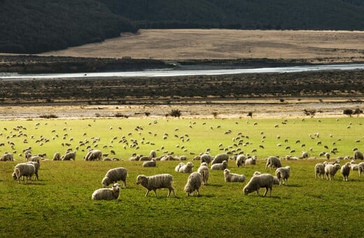 Ευλογιά αιγοπροβάτων: «Δεν υπάρχει αδειοδοτημένο εμβόλιο στην Ελλάδα και την ΕΕ», λέει ο ΕΟΦ 
