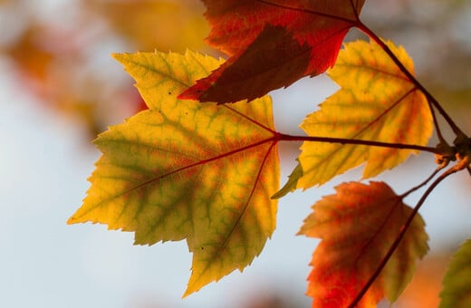 Καλλιάνος: «Αναμένεται ήπιος καιρός ως τις αρχές Νοέμβρη»