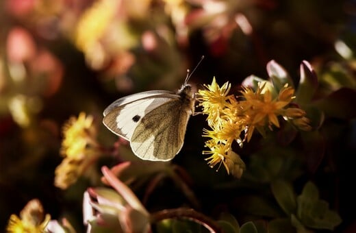 Ανοιξιάτικος ο καιρός σήμερα και αύριο - Το «ανοργάνωτο» βαρομετρικό χαμηλό που έρχεται την Παρασκευή