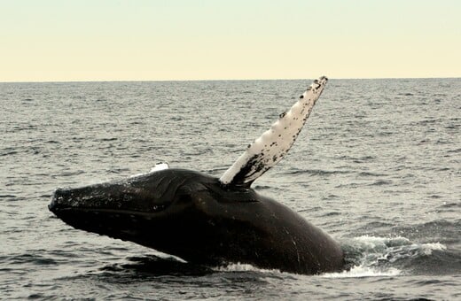 Γήρανση: Μπορεί η φάλαινα της Γροιλανδίας, με προσδόκιμο ζωής τα 200 έτη, να μας βοηθήσει στην επιβράδυνση;