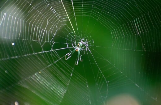 ΑΡΑΧΝΗ ΔΙΑΚΟΣΜΗΣΗ