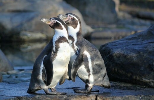 Οι πιγκουίνοι είναι μονογαμικοί ή εφαρμόζουν στρατηγική επιβίωσης;