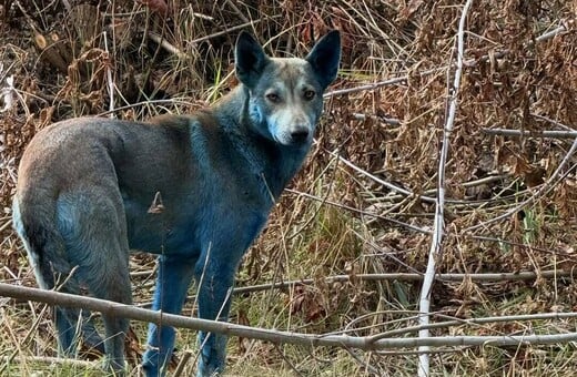 Γαλάζιοι σκύλοι εντοπίστηκαν στο Τσερνόμπιλ