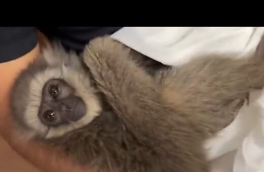 Λαθρέμπορος συνελήφθη στην Ινδία με δύο απειλούμενους γίββωνες μέσα στη βαλίτσα του